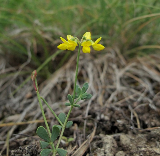 Coronilla minima